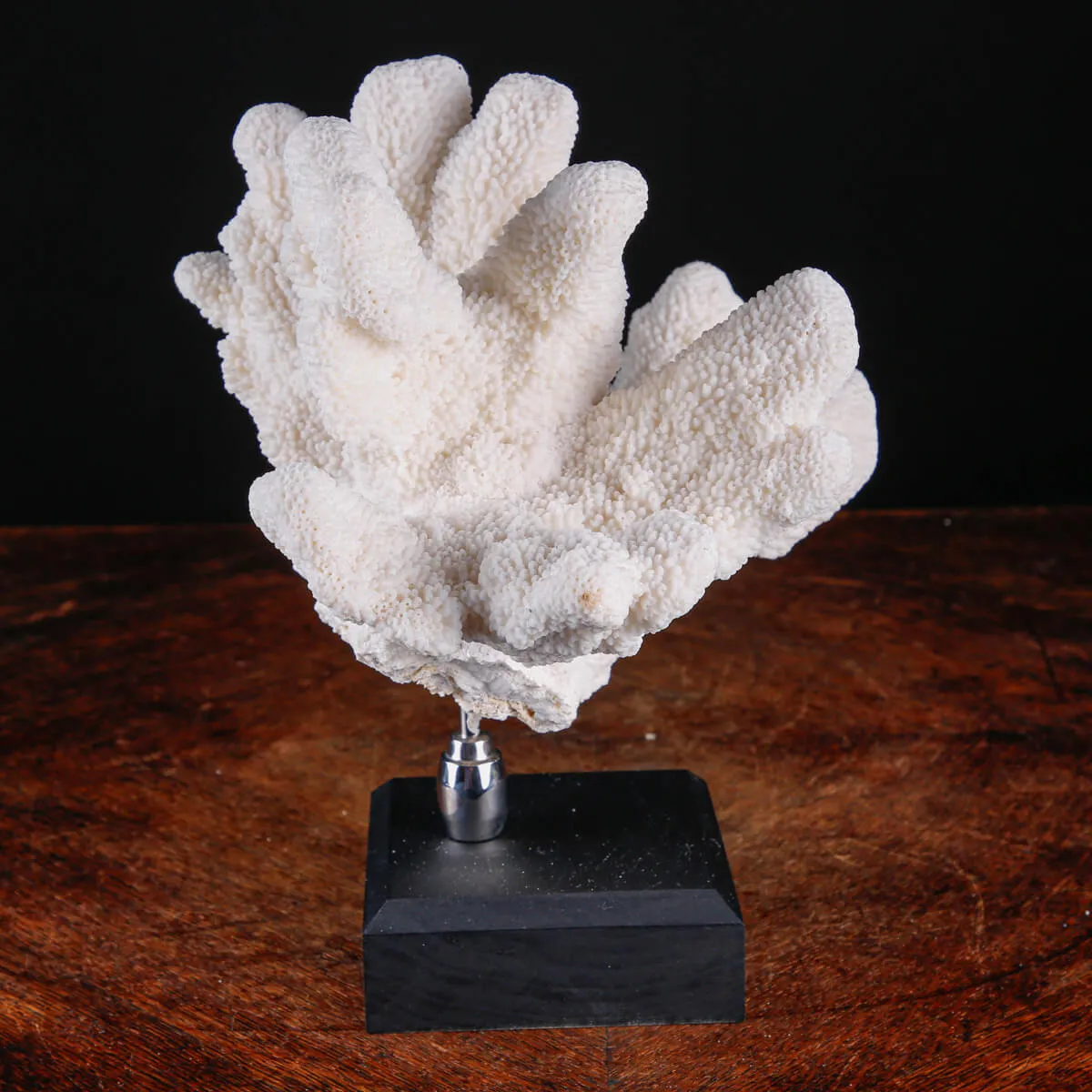 Stylophora Pistillata – Corallo su Base Decorativa.