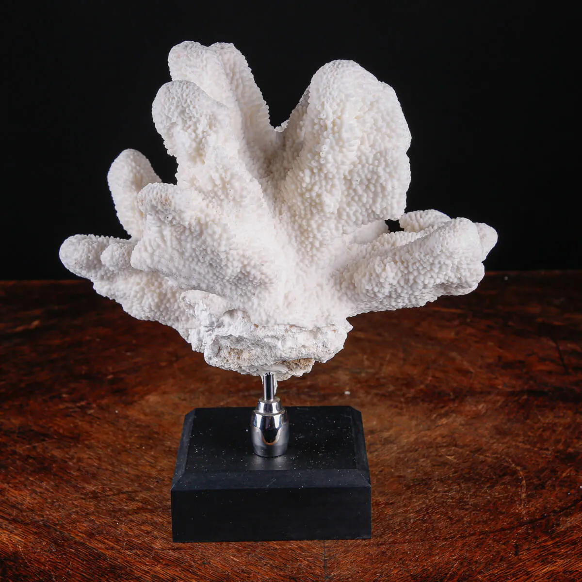 Stylophora Pistillata – Corallo su Base Decorativa.