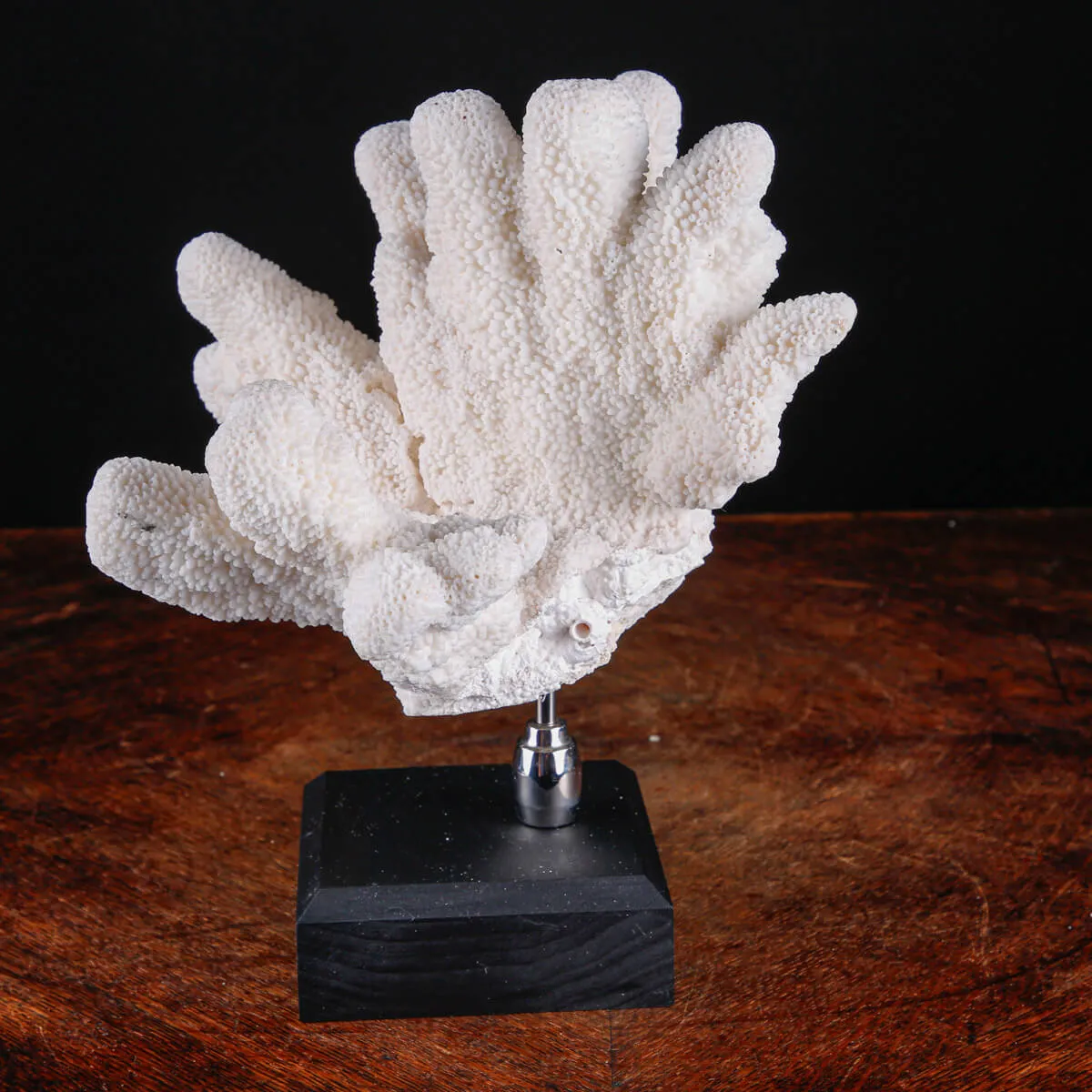 Stylophora Pistillata – Corallo su Base Decorativa.