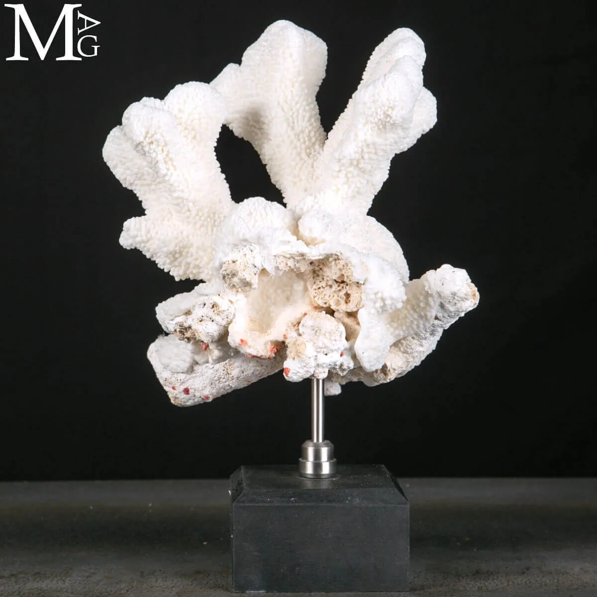 Stylophora Pistillata – Scultura Corallina