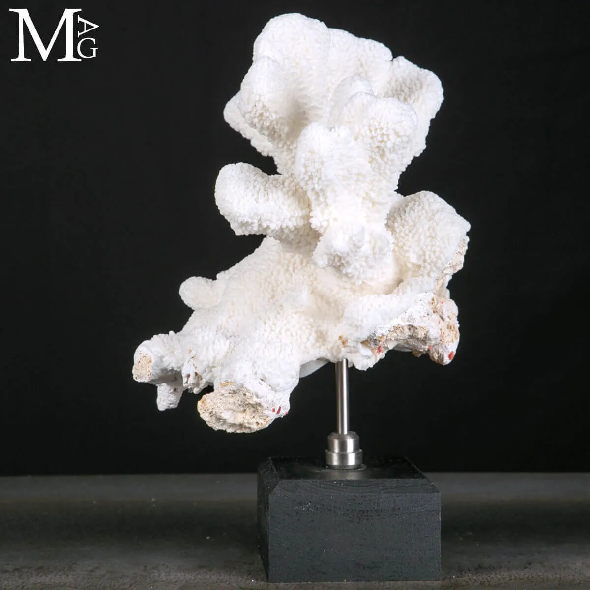 Stylophora Pistillata – Scultura Corallina