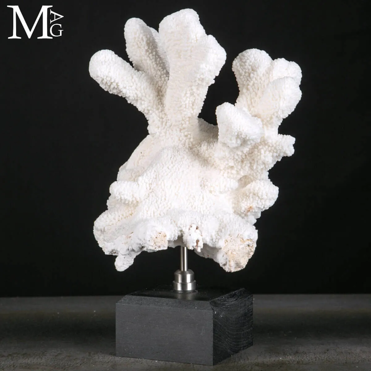 Stylophora Pistillata – Scultura Corallina