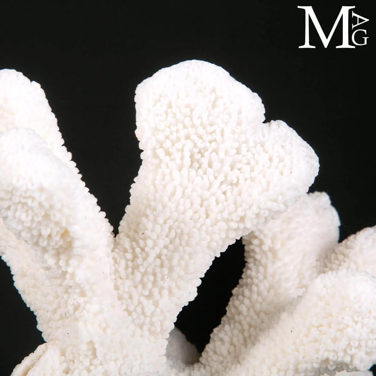 Stylophora Pistillata – Scultura Corallina