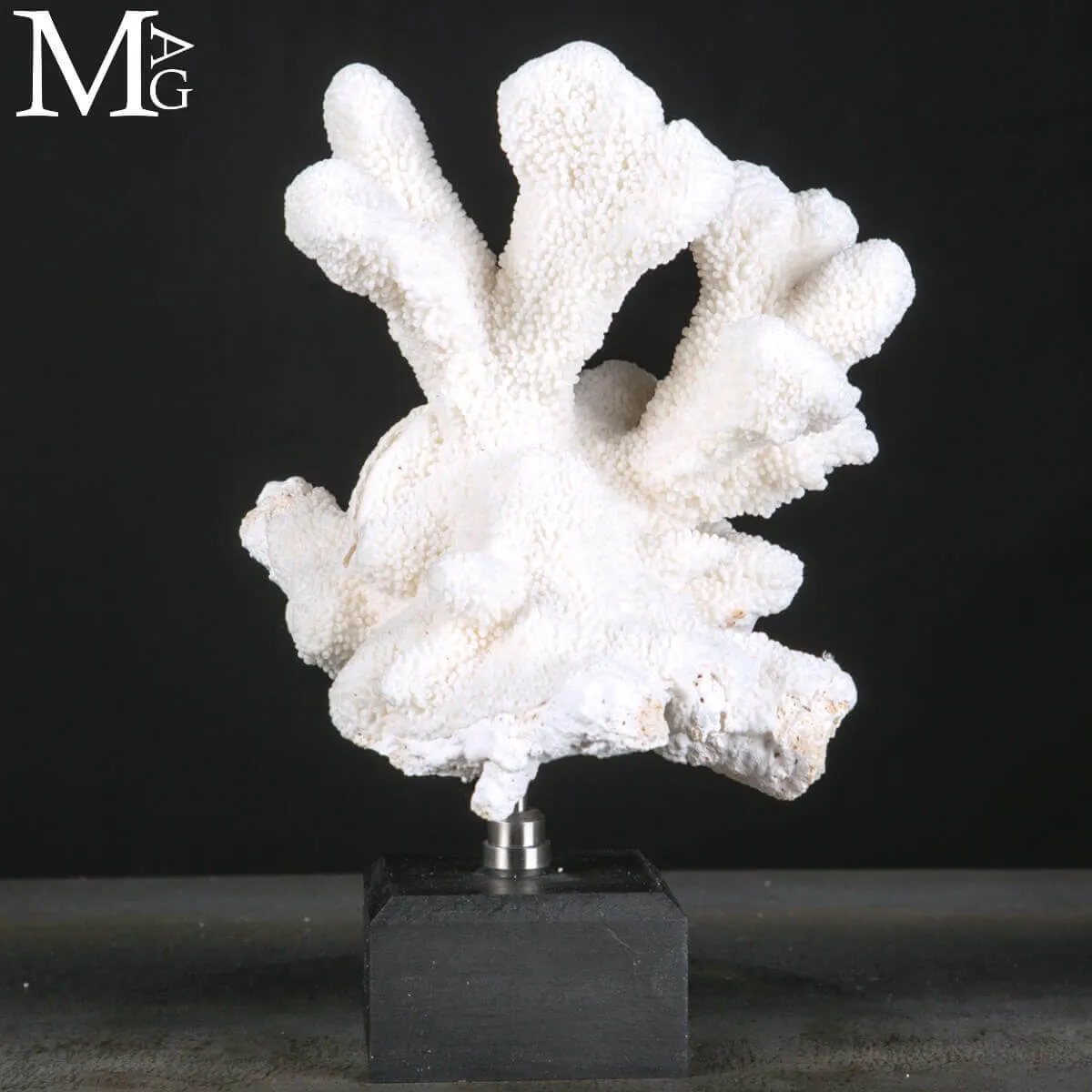 Stylophora Pistillata – Scultura Corallina