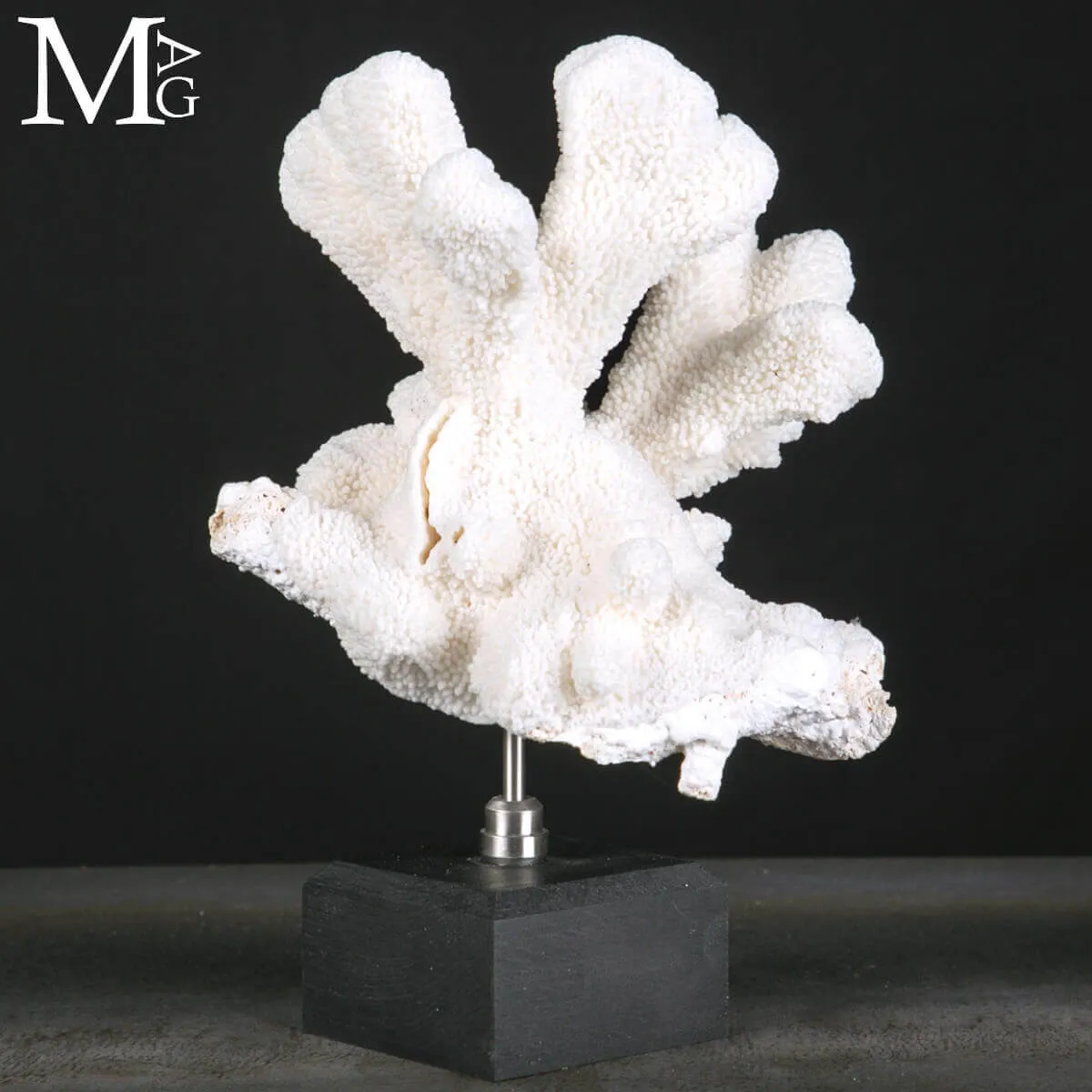 Stylophora Pistillata – Scultura Corallina
