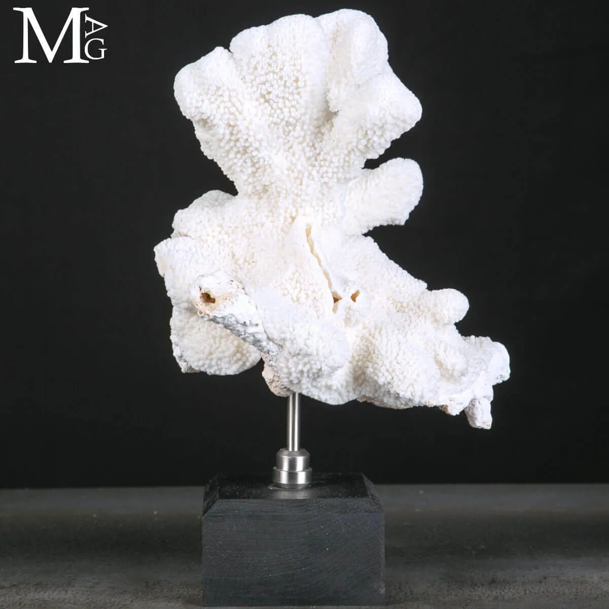 Stylophora Pistillata – Scultura Corallina