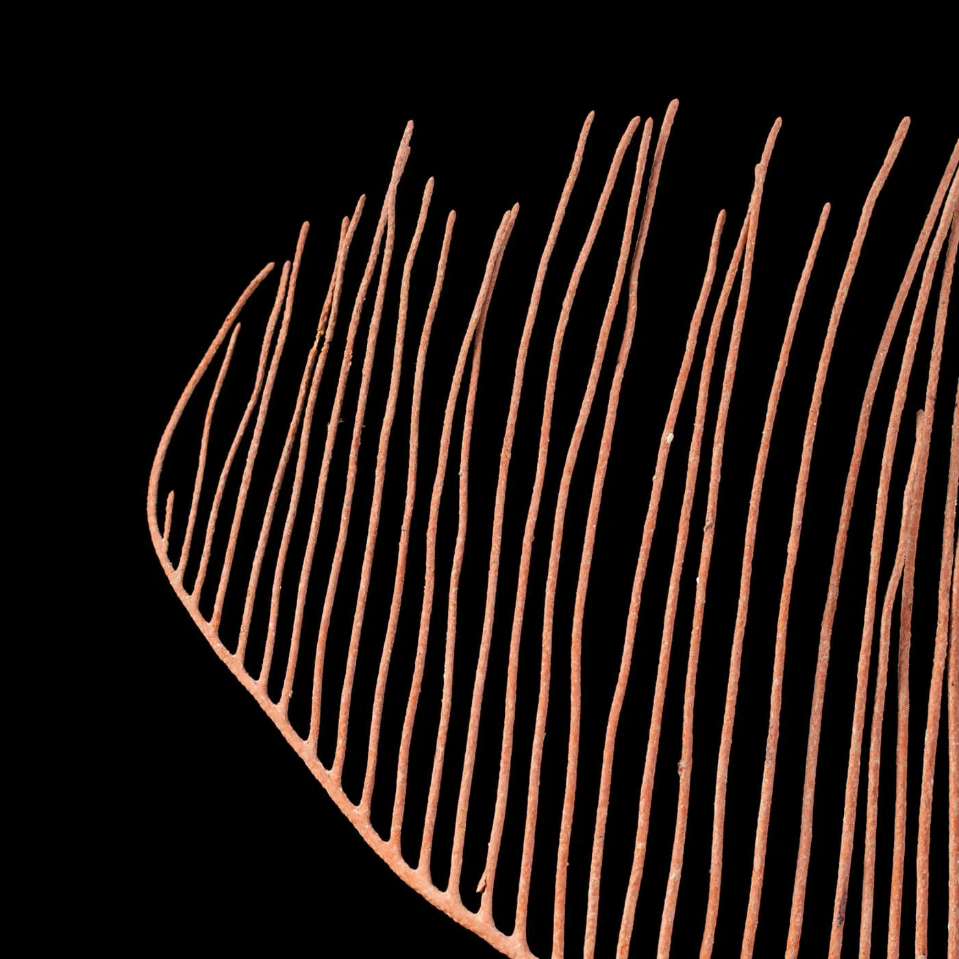 Gorgonia
