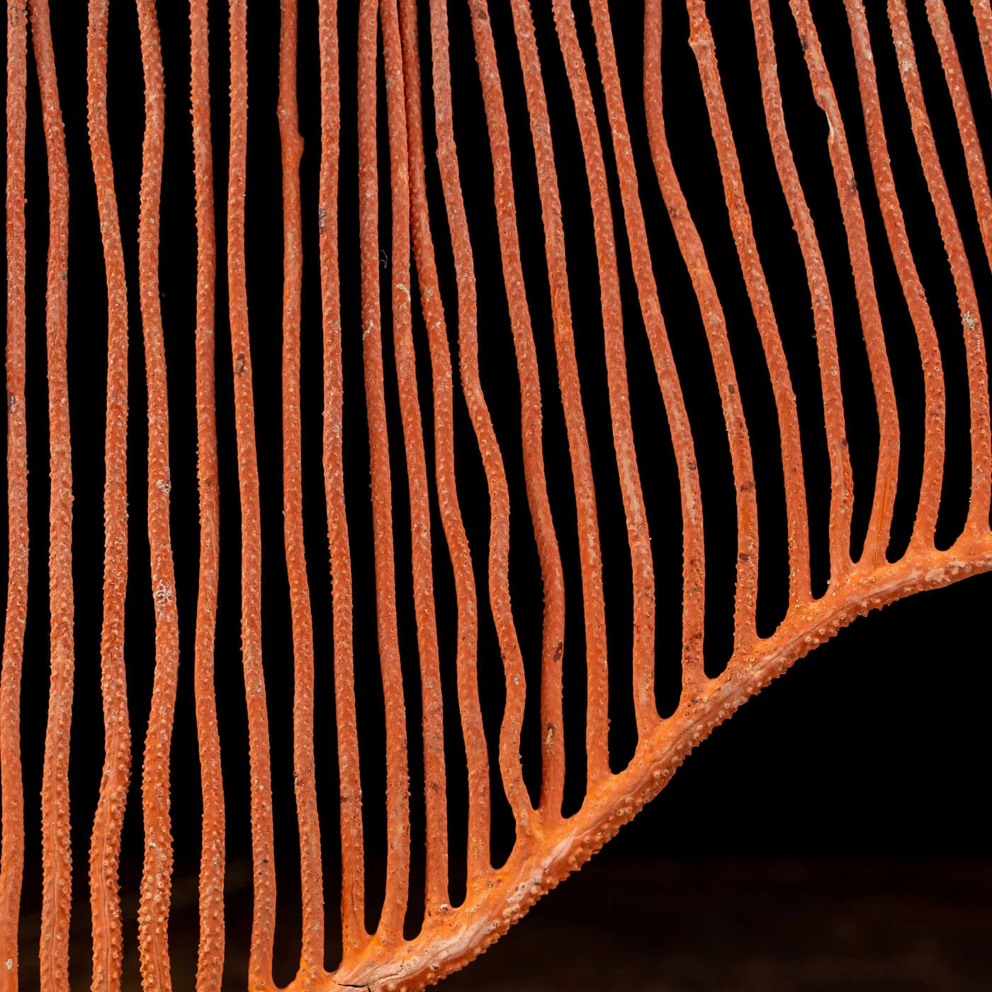 Gorgonia