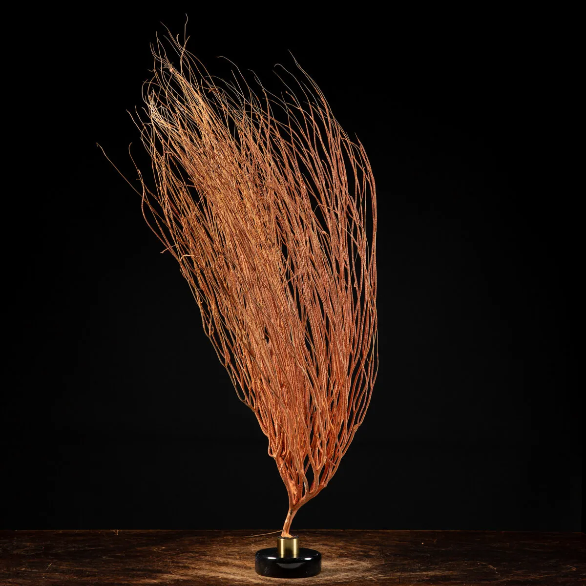Gorgonia