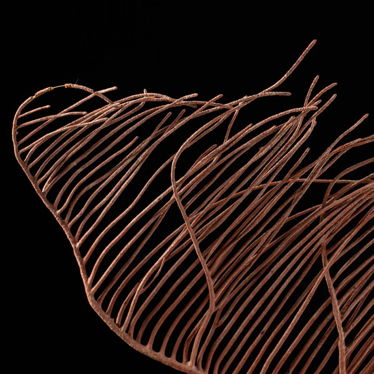 Gorgonia