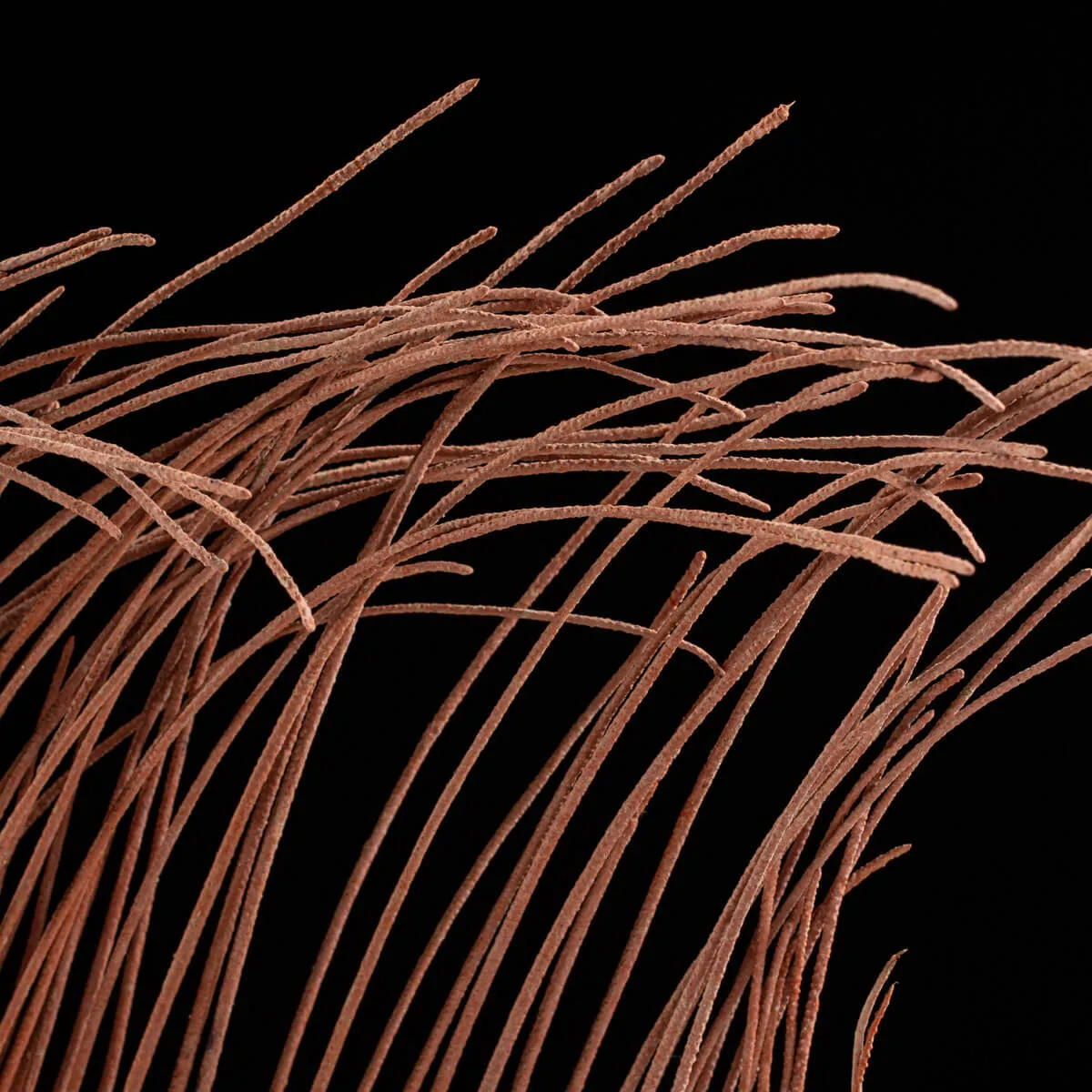 Gorgonia
