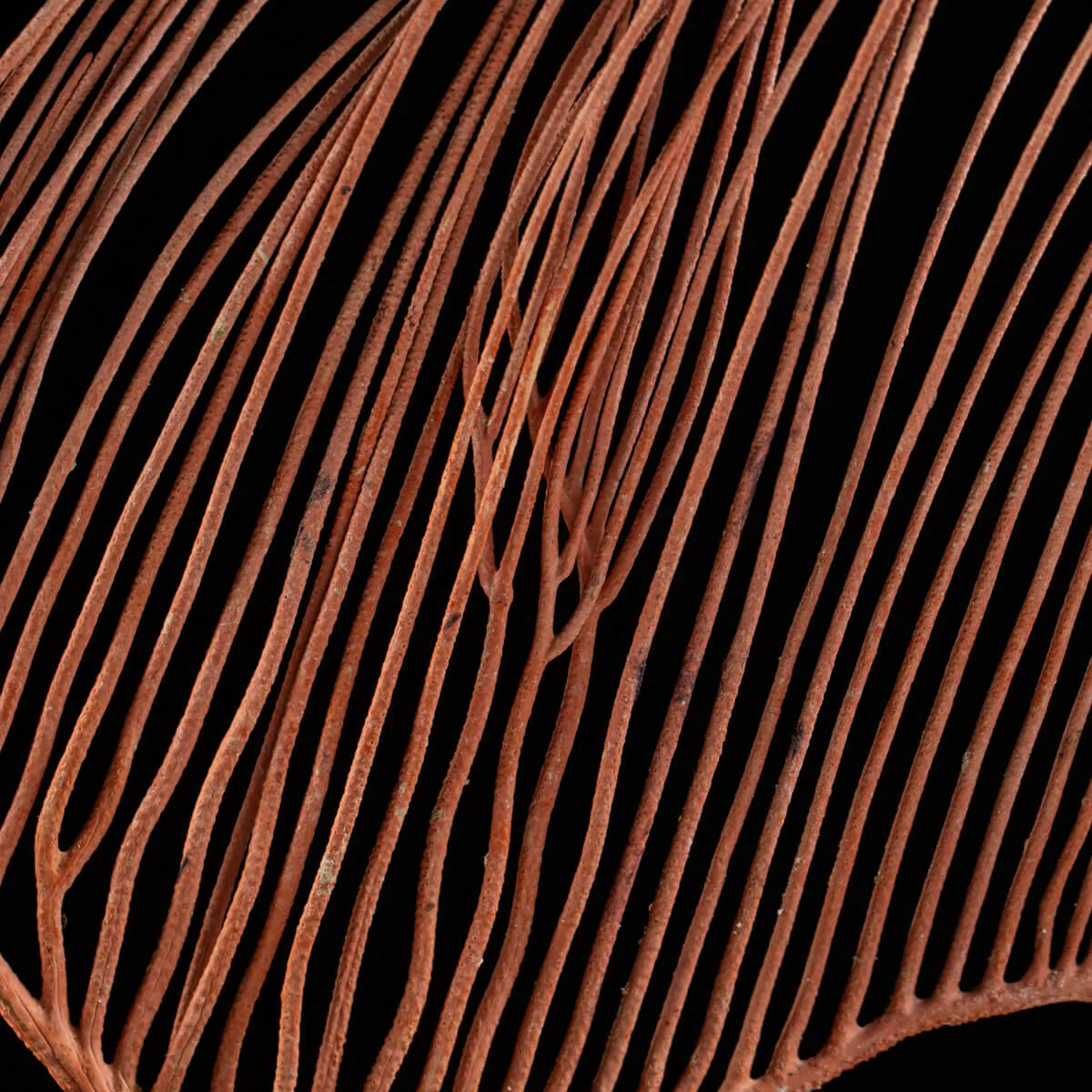 Gorgonia