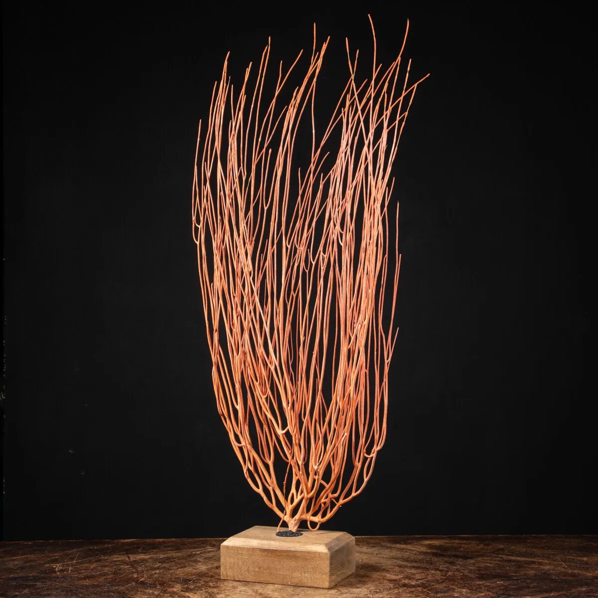 Gorgonia