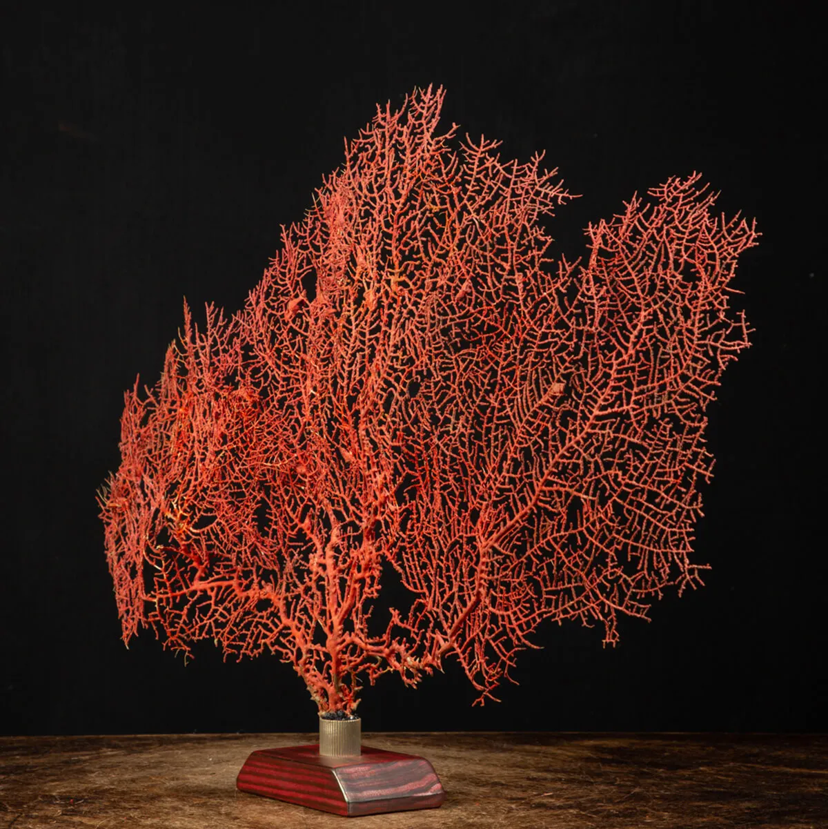 Gorgonia