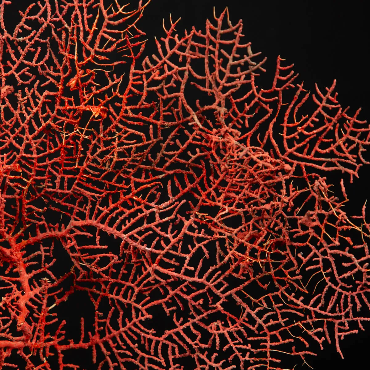 Gorgonia