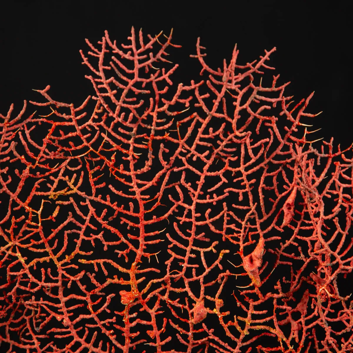 Gorgonia