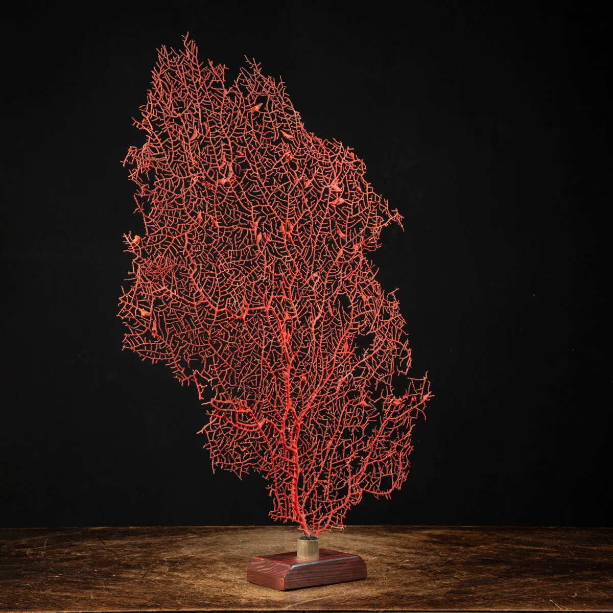 Gorgonia