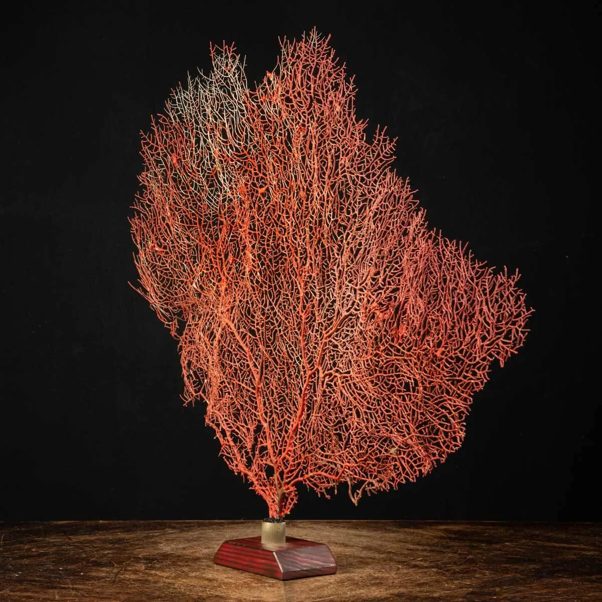 Gorgonia Rossa - Ventaglio del Mare