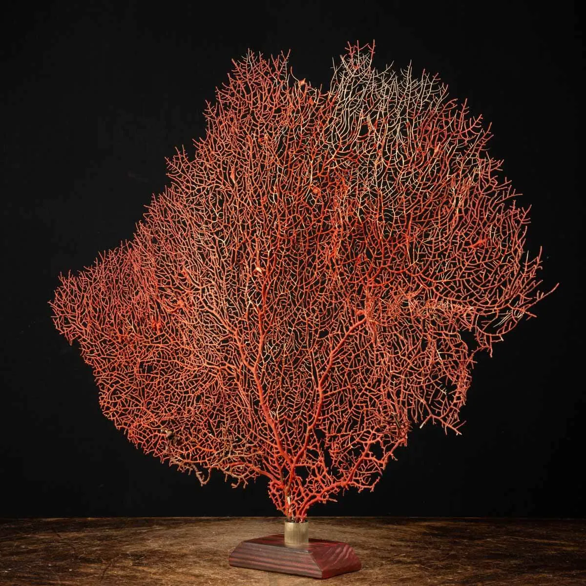 Gorgonia Rossa - Ventaglio del Mare