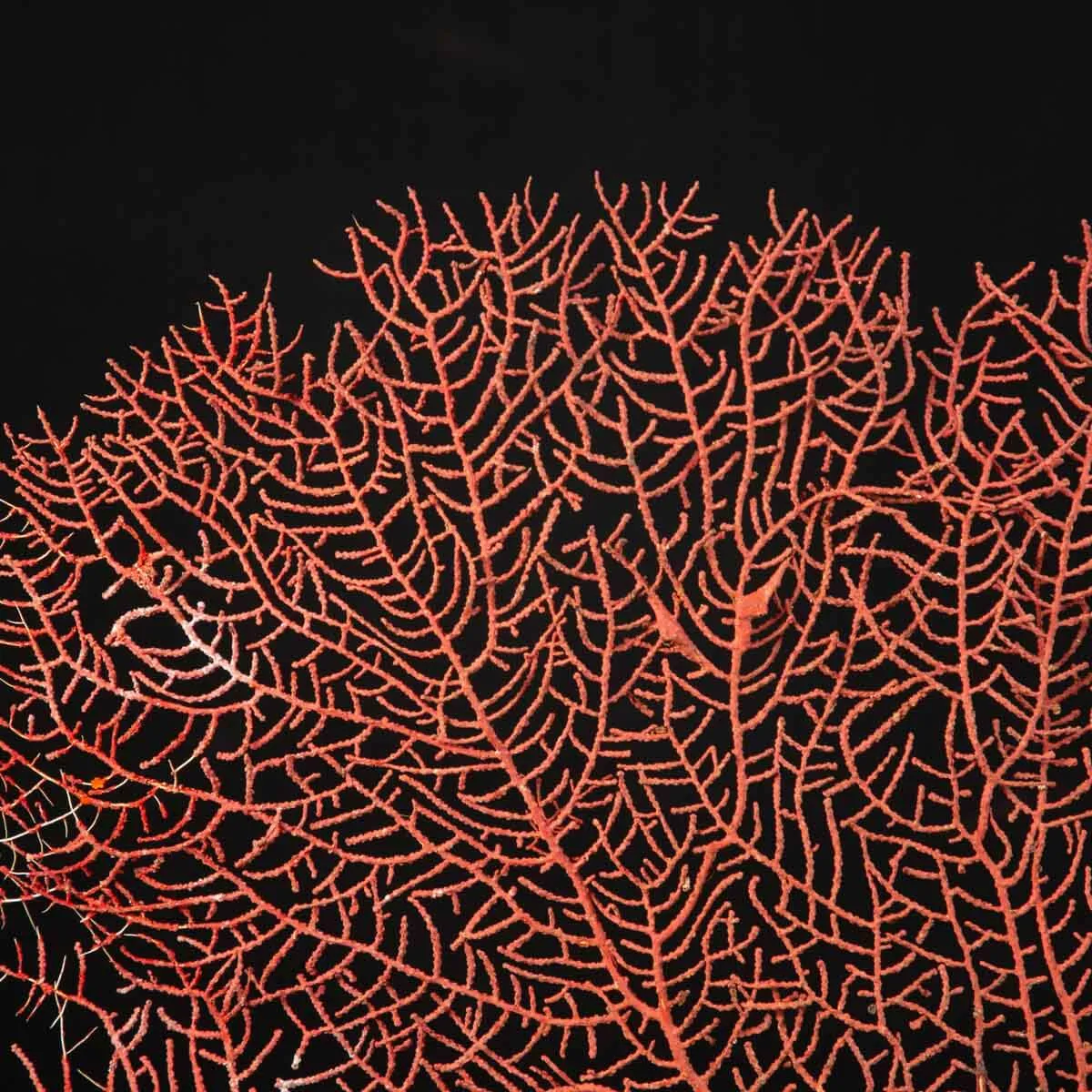 Gorgonia Rossa - Ventaglio del Mare