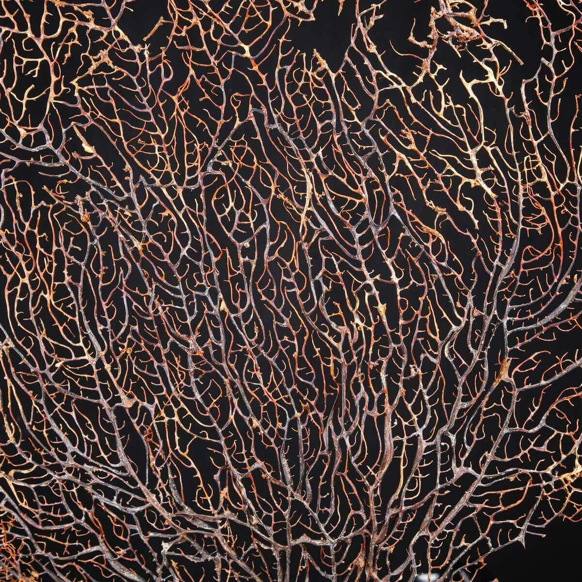 Gorgonia Sea Fan – Ventaglio Marino su Base Decorativa