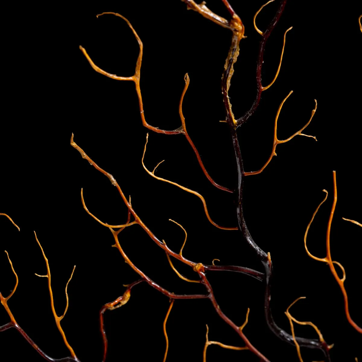 Gorgonia