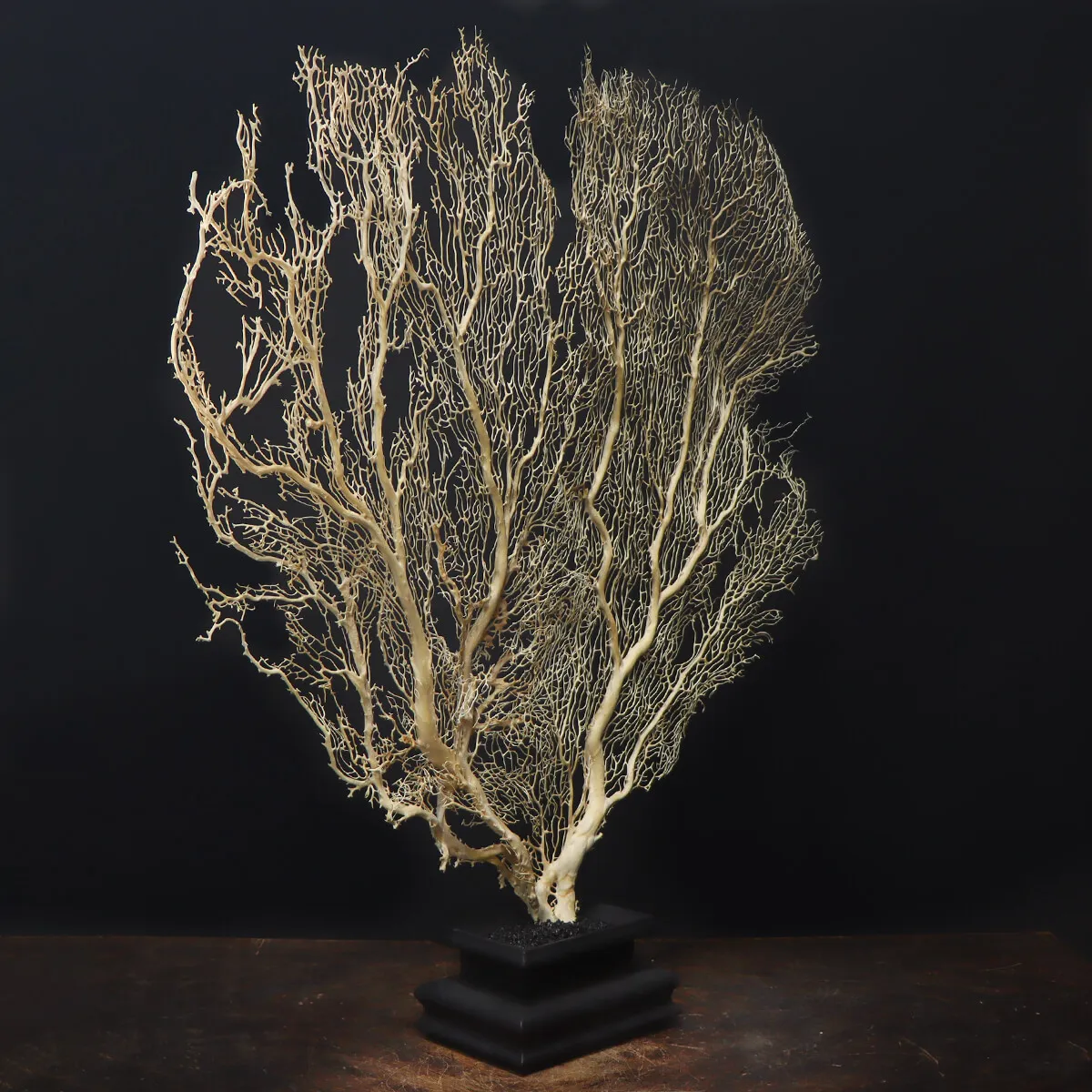 Gorgonia