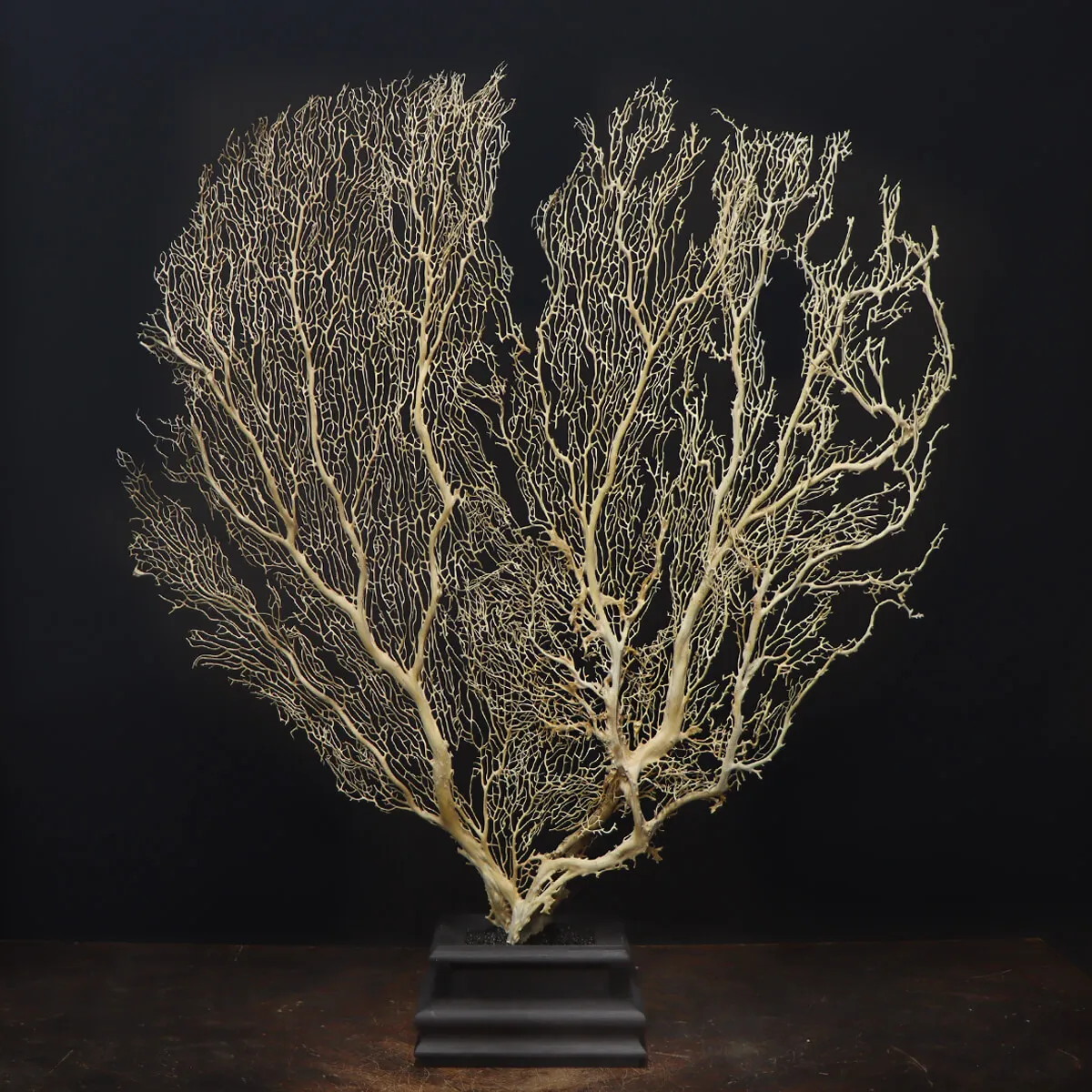 Gorgonia