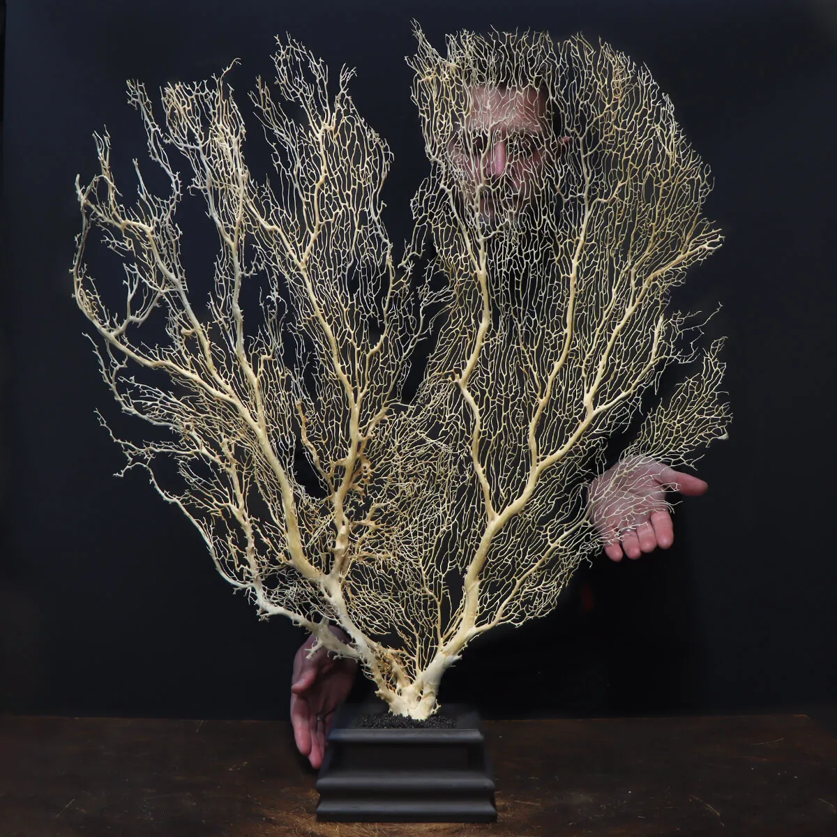 Gorgonia