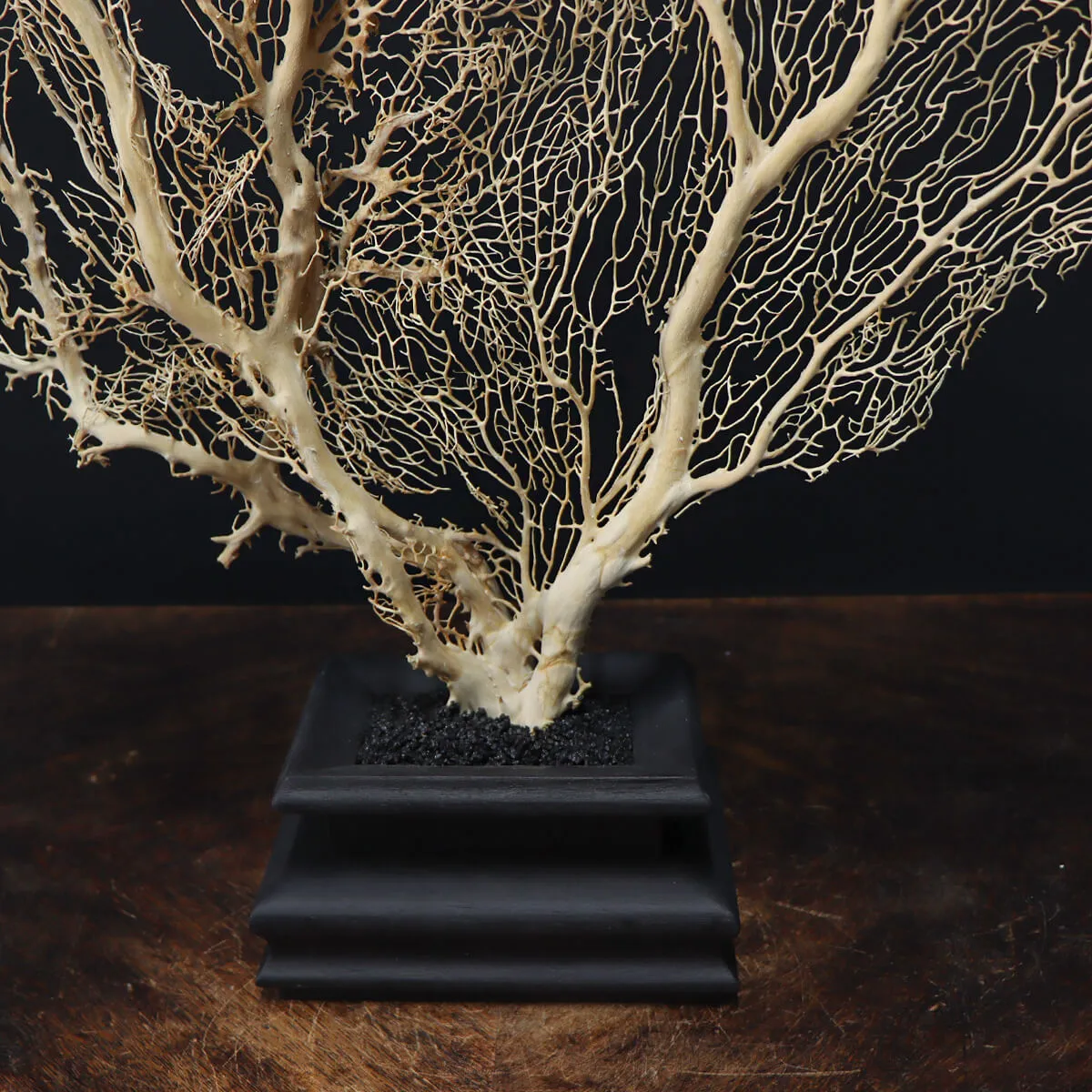 Gorgonia