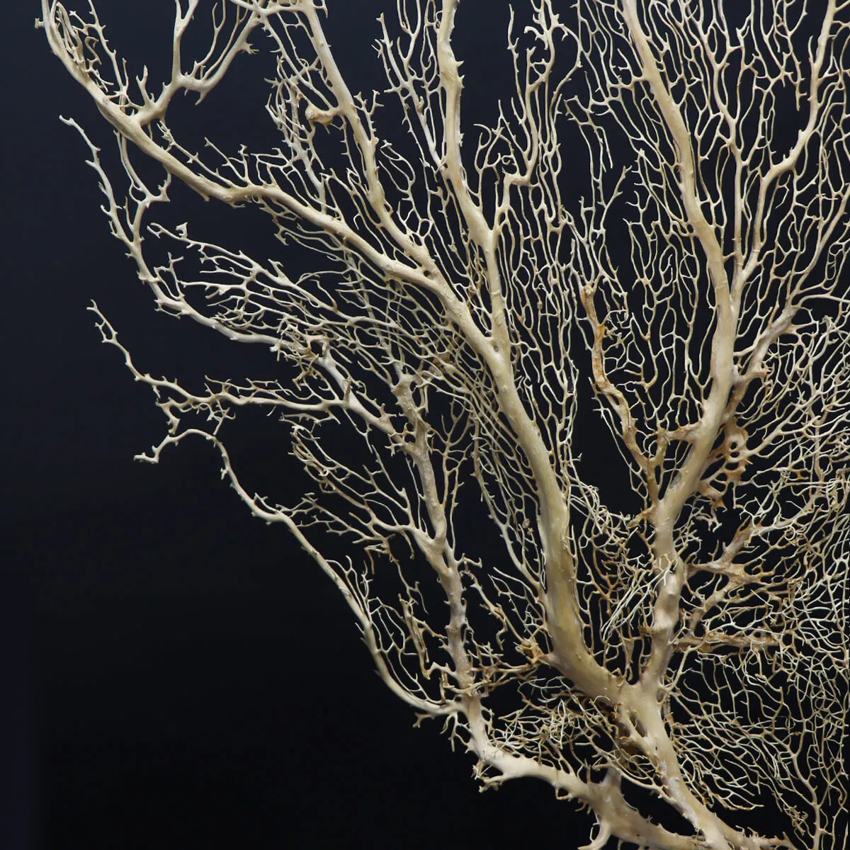 Gorgonia