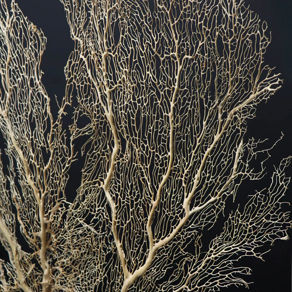 Gorgonia