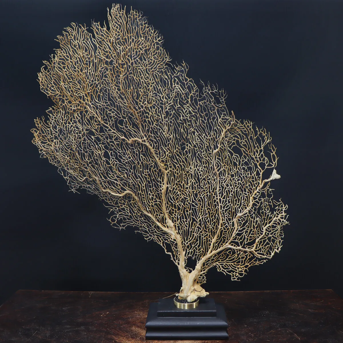Gorgonia