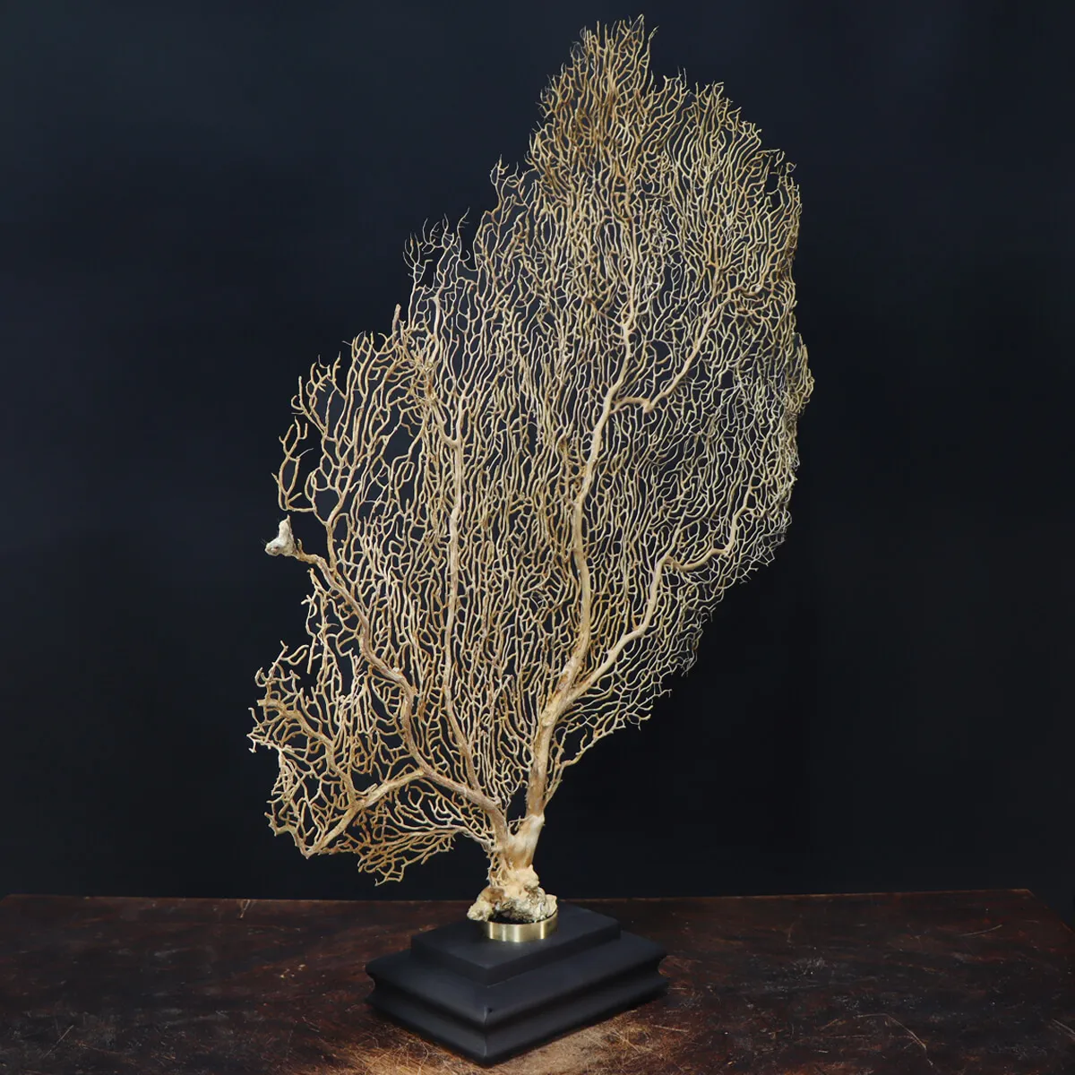 Gorgonia