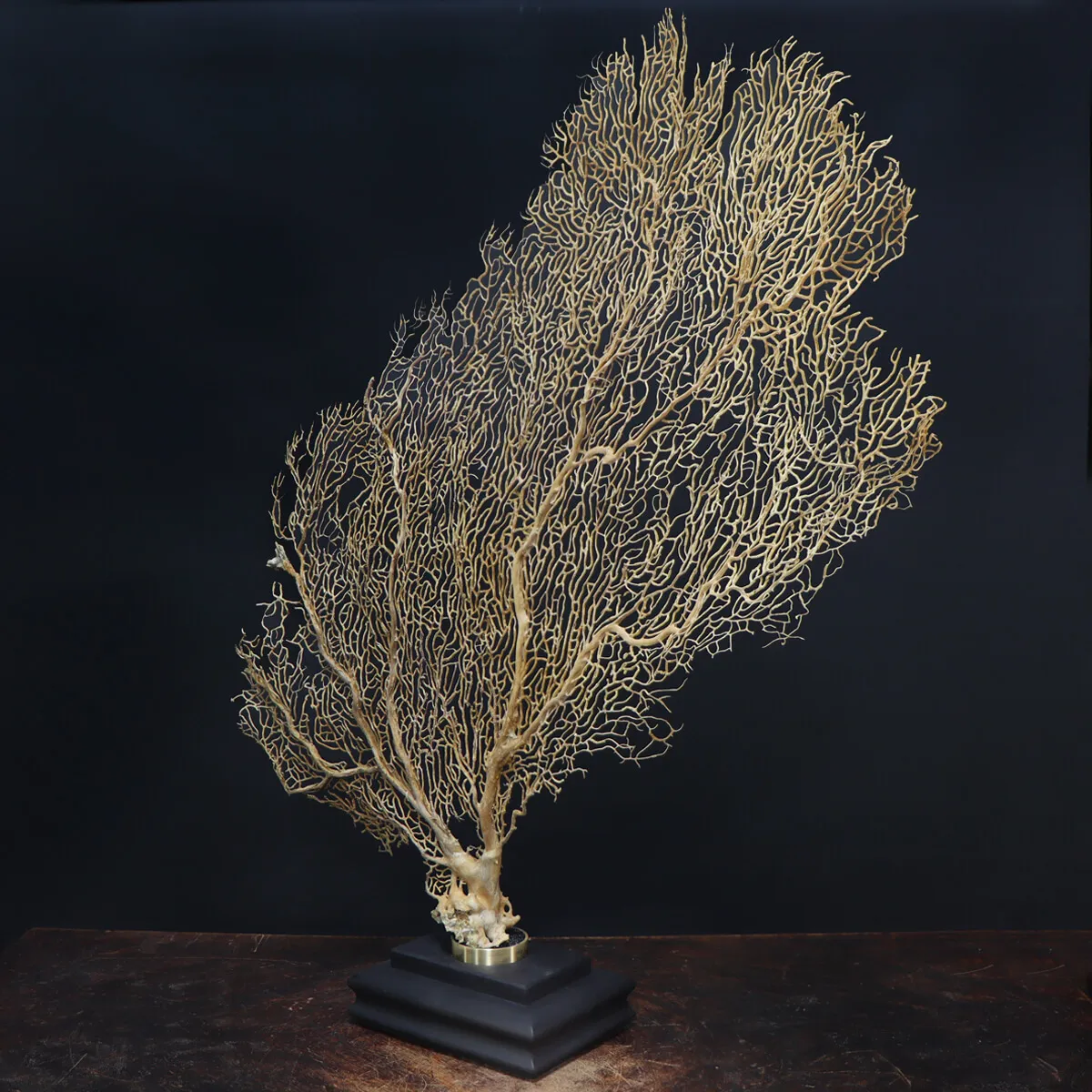 Gorgonia