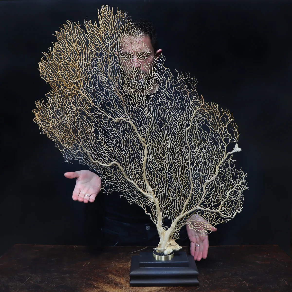Gorgonia