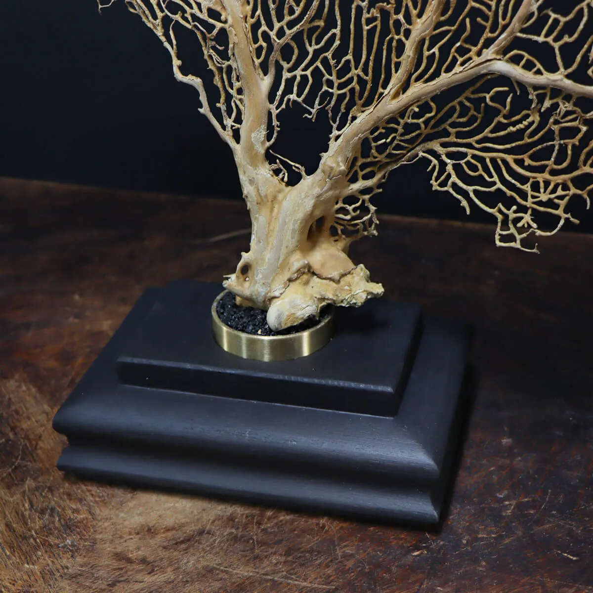 Gorgonia