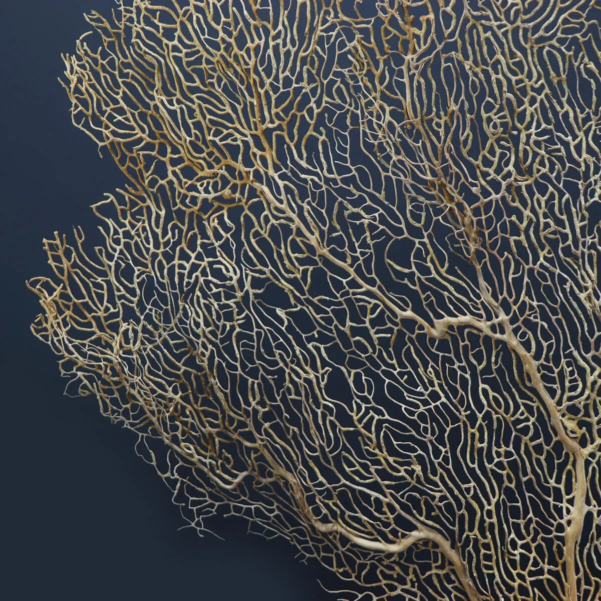 Gorgonia