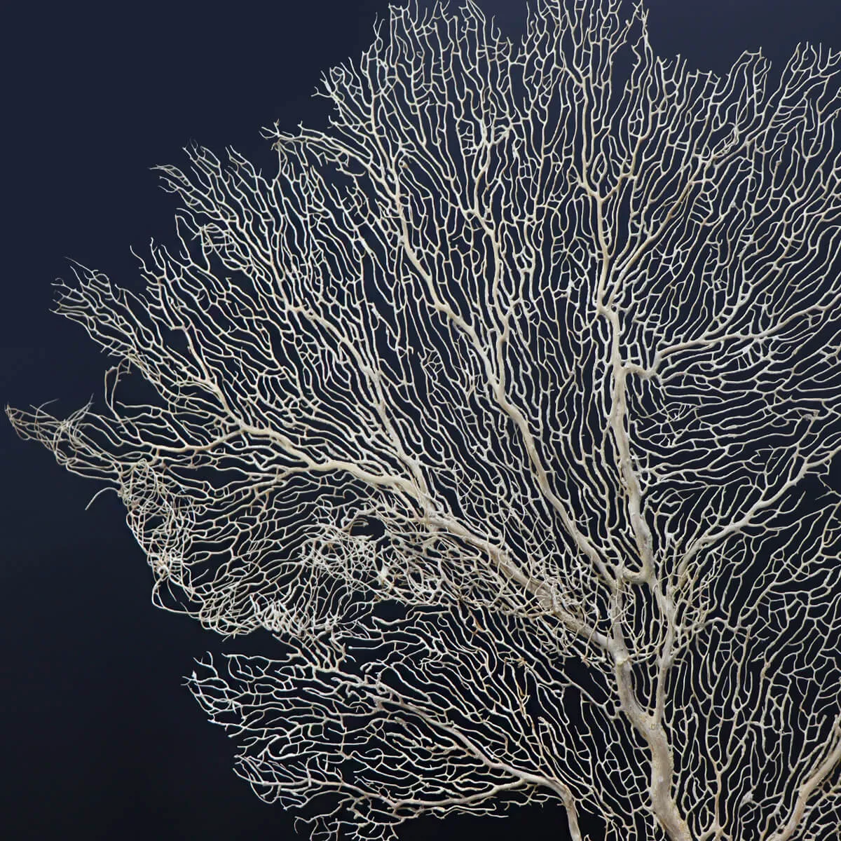 Gorgonia