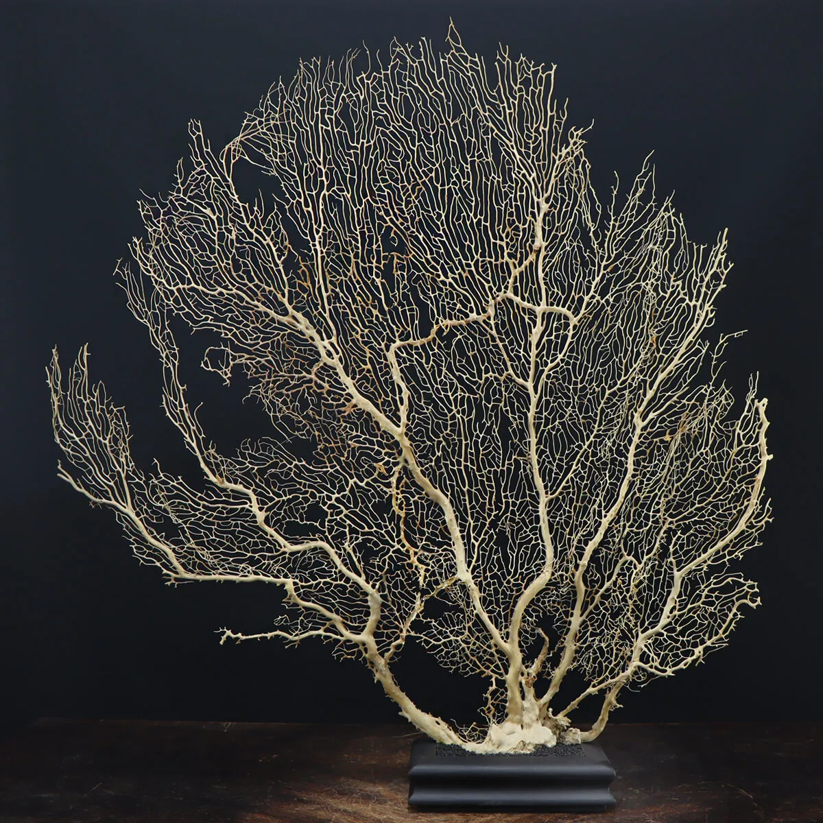 Gorgonia