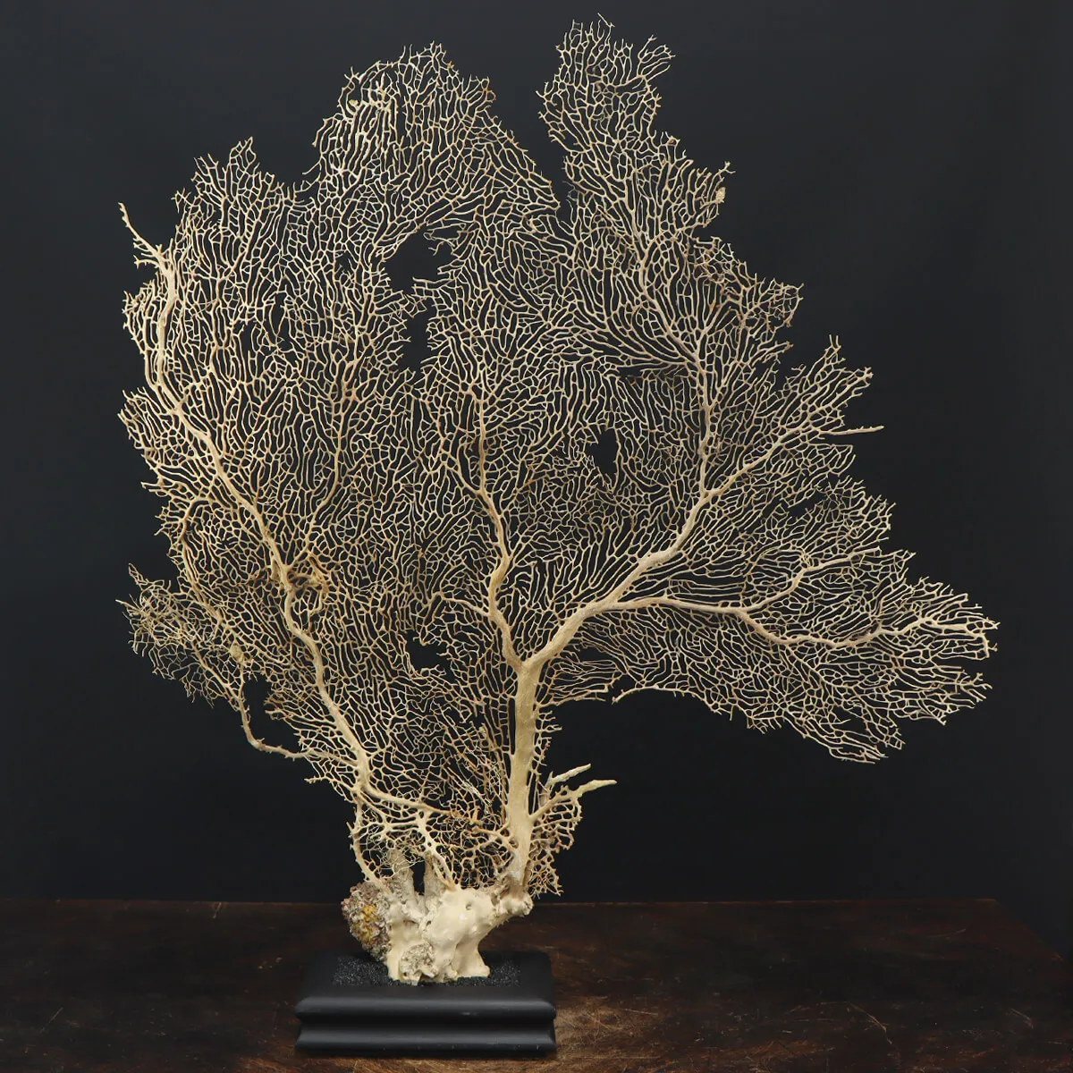 Gorgonia