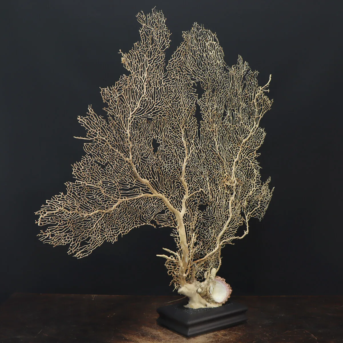 Gorgonia