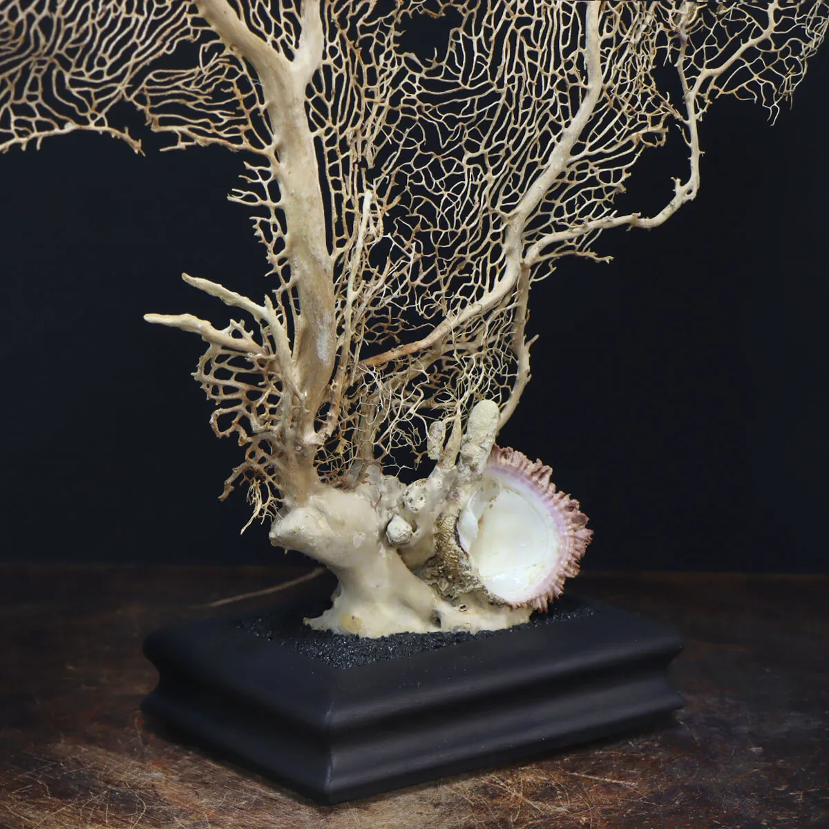 Gorgonia