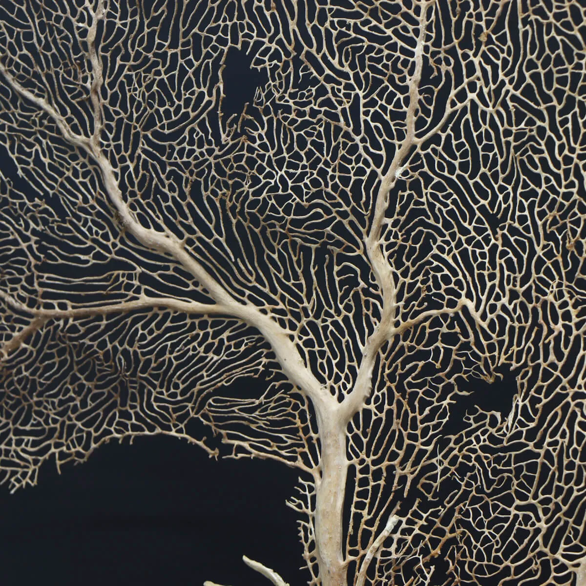 Gorgonia