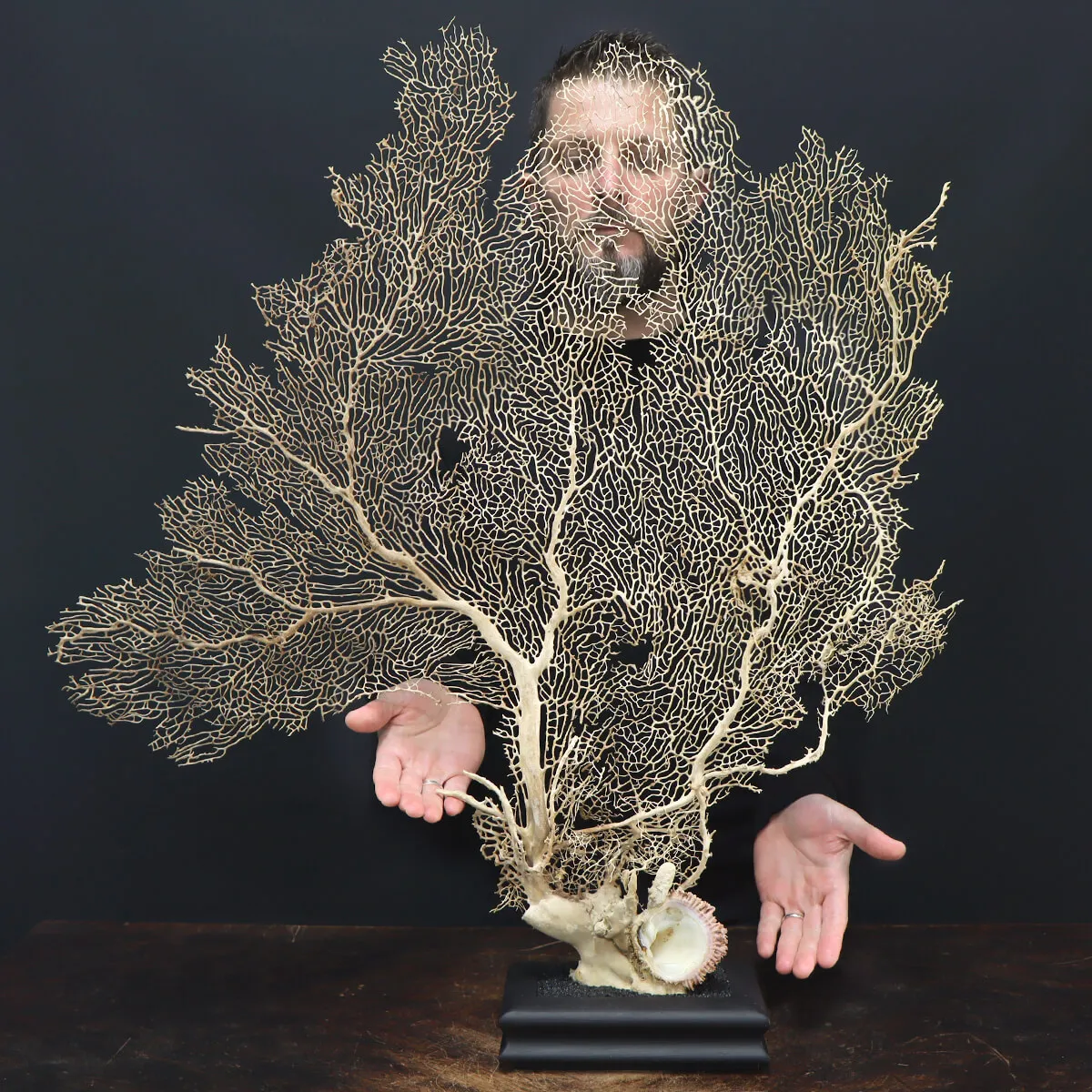 Gorgonia