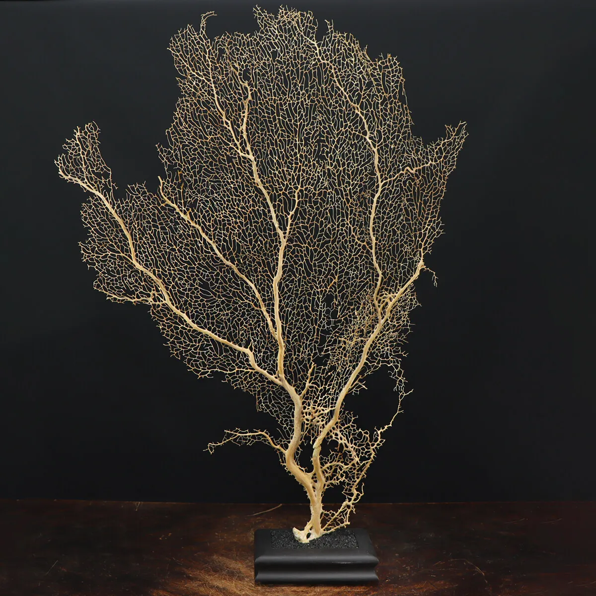 Gorgonia
