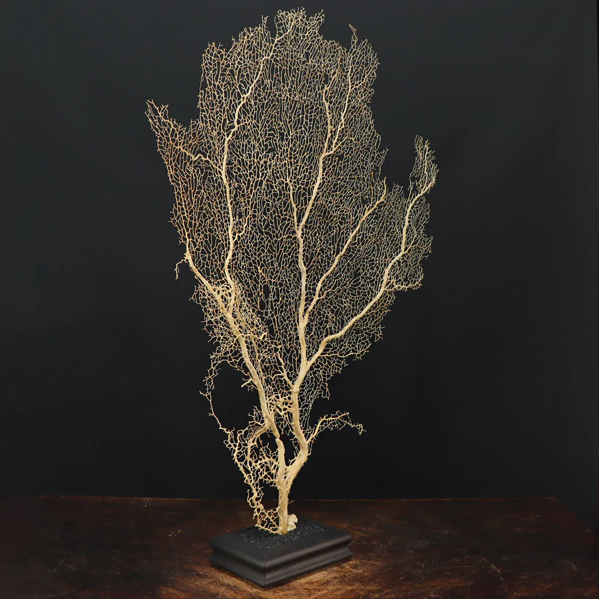 Gorgonia