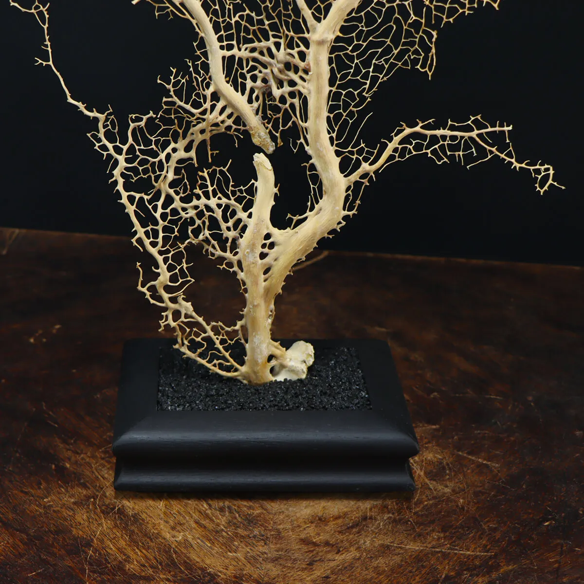 Gorgonia