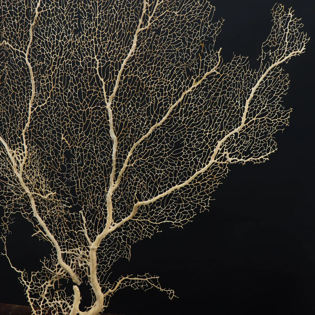Gorgonia