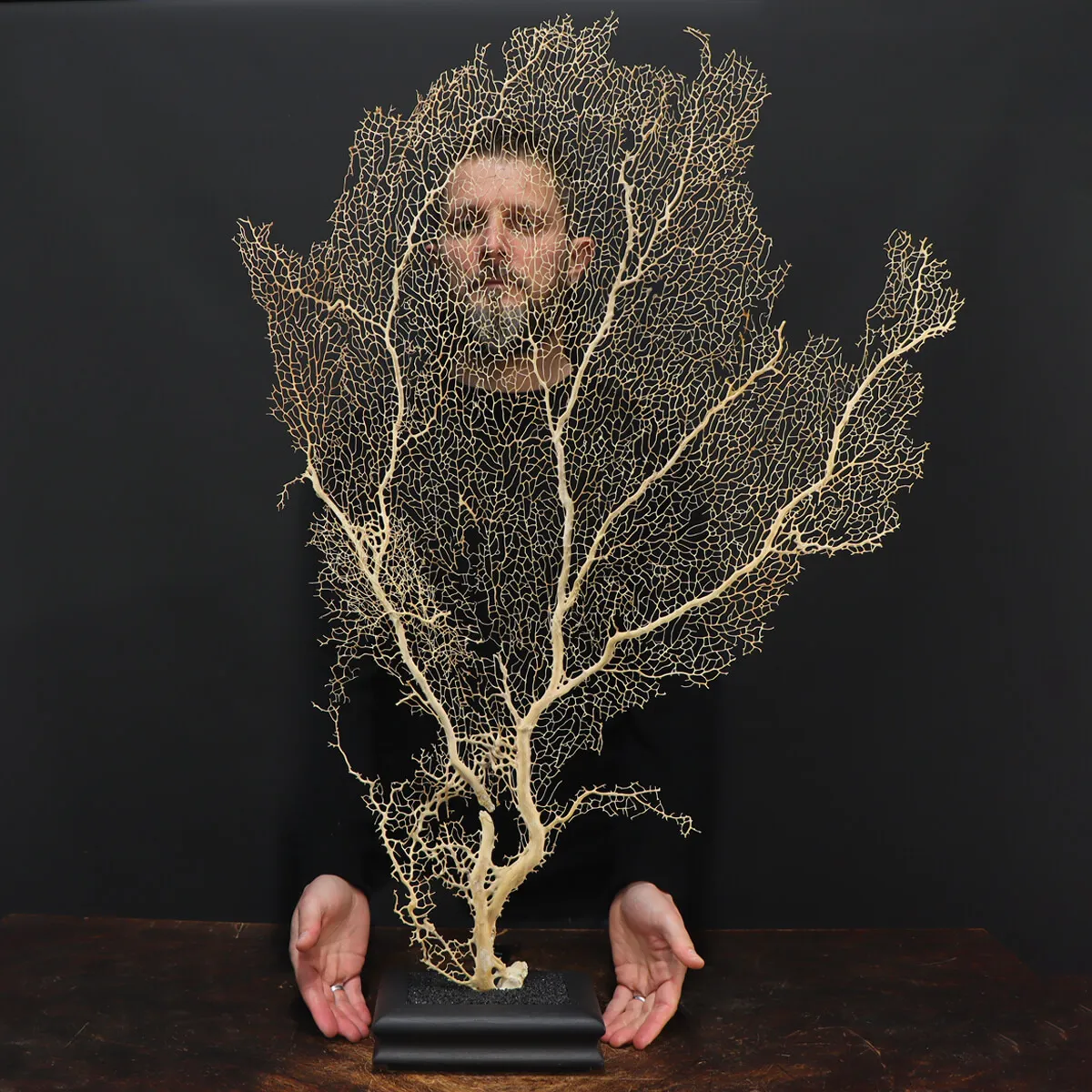 Gorgonia
